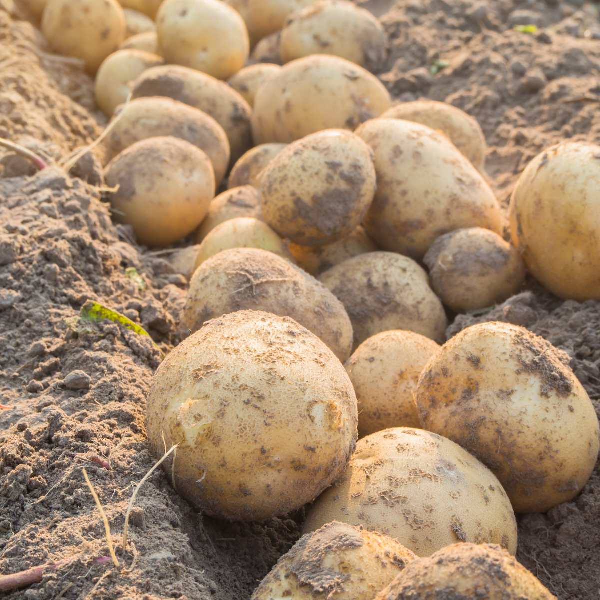 Patata agria - 1 kg - Imagen 2