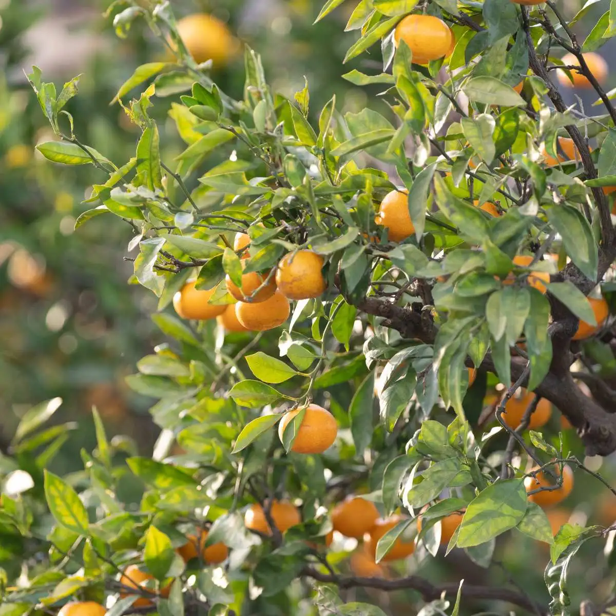 Naranjas de Valencia - Imagen 2